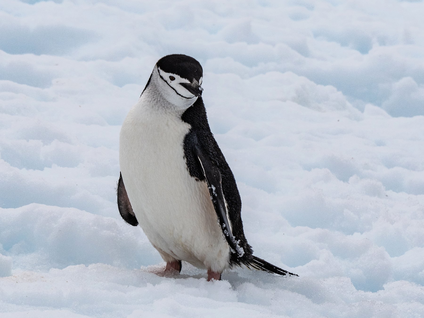Zügelpinguin im Schnee