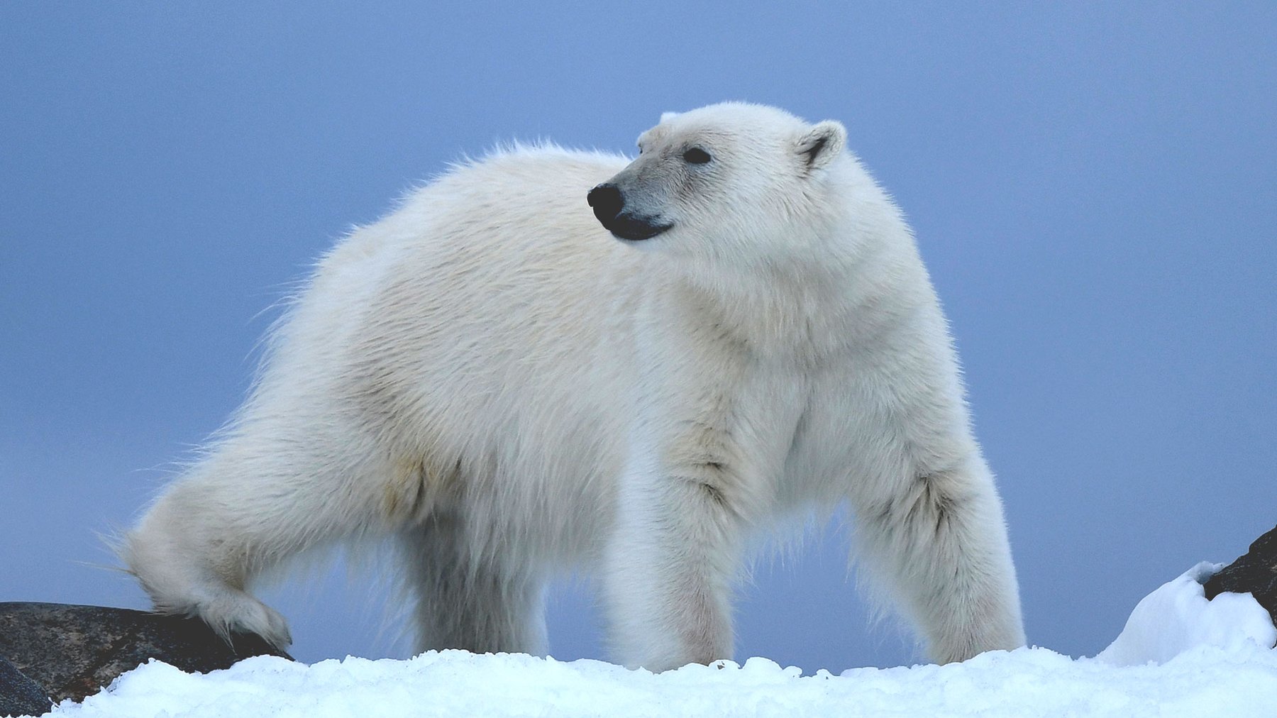 Eisbär