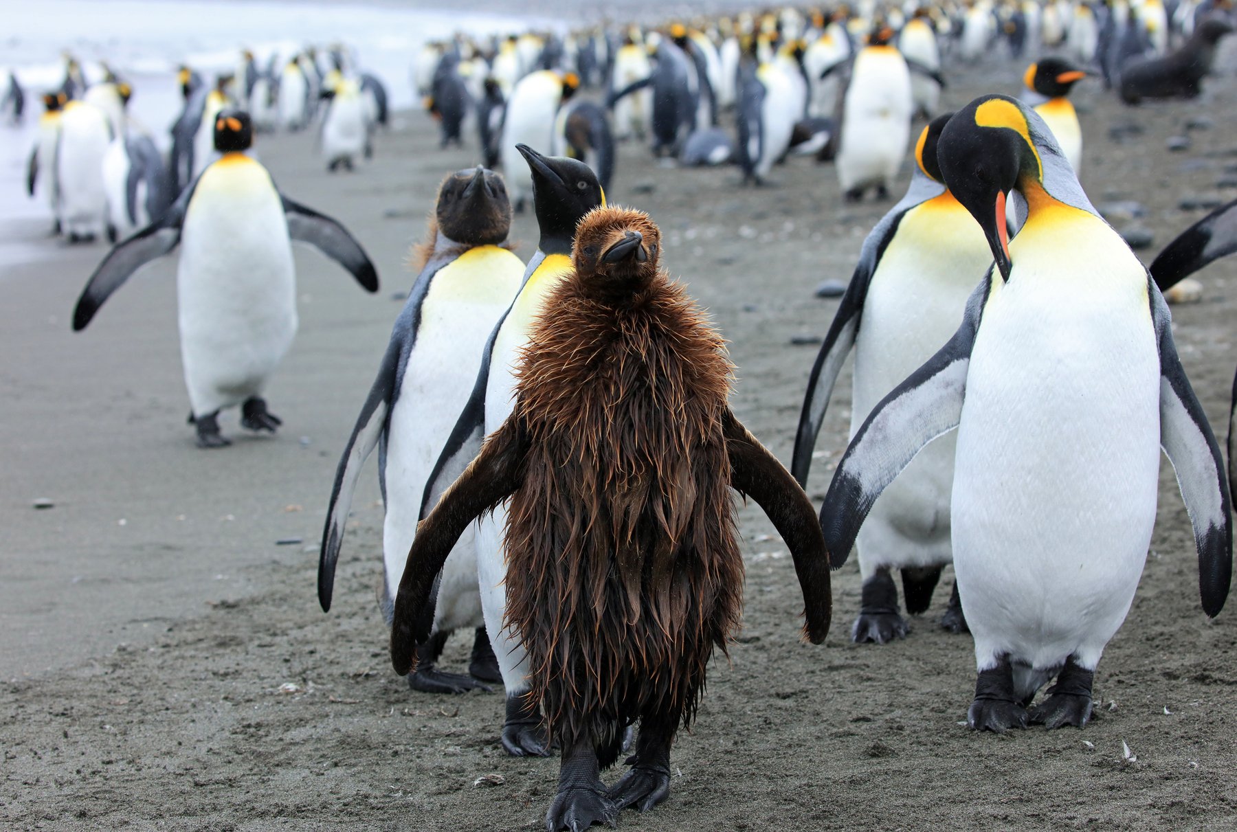 Königspinguine auf Südgeorgien